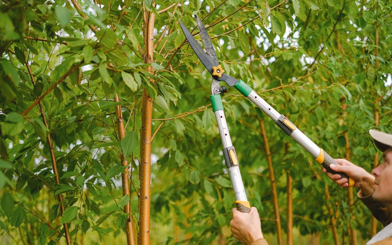 Tree trimming in Hiawatha, IA